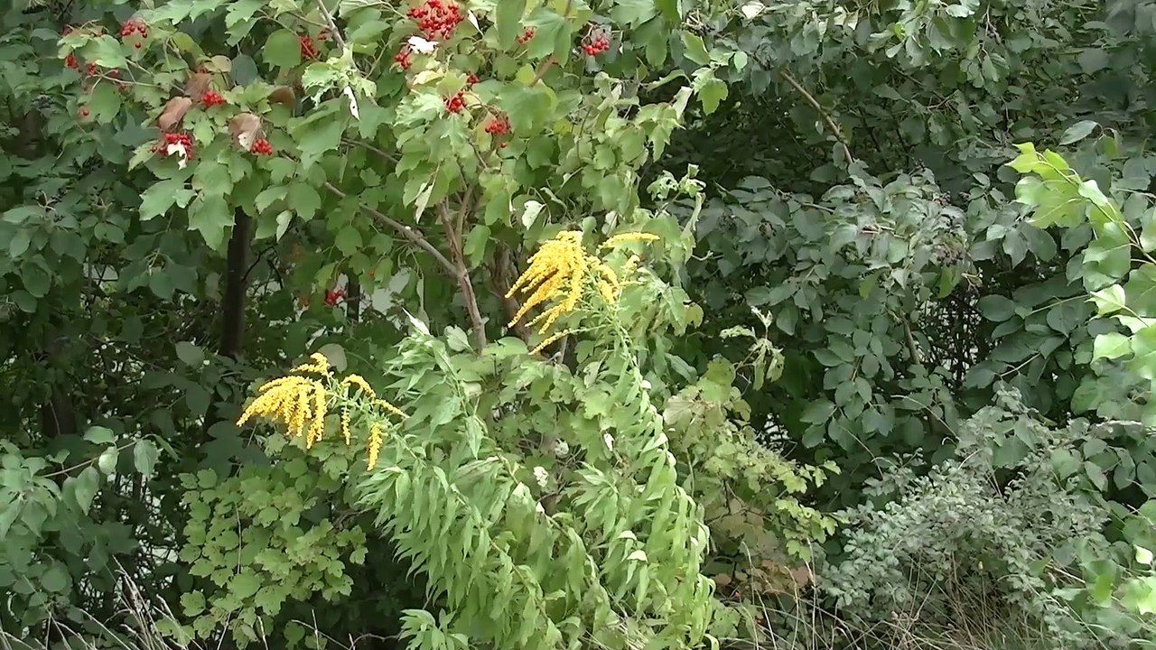 MARCHFELDKANAL IMPRESSIONEN