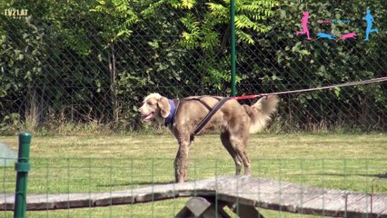 SPEEDRUNNERS BEIM SOMMERFEST RUND UM DEN HUND