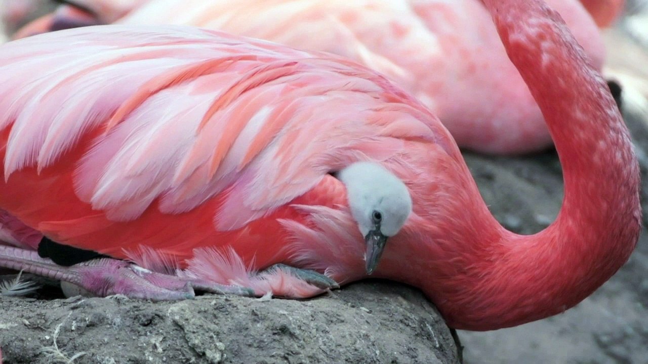 ‘White flamingos’