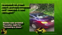 Louco enfrenta BISONTE no Parque de YellowStone e é preso
