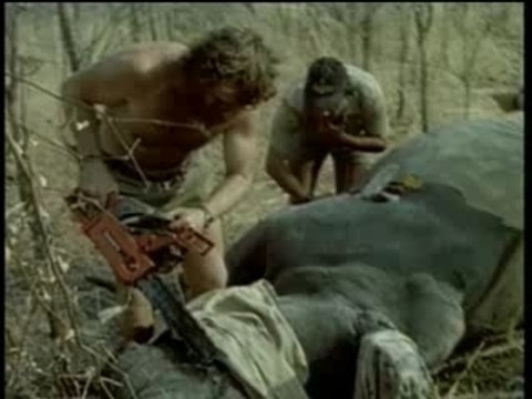 Espèces africaines en danger