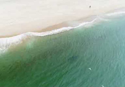 Drone Footage Captures Shark in Truro, Massachusetts