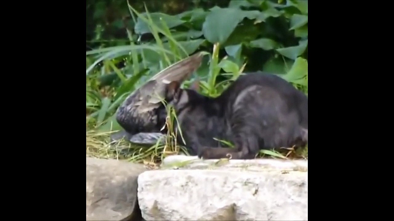 cat funny moments