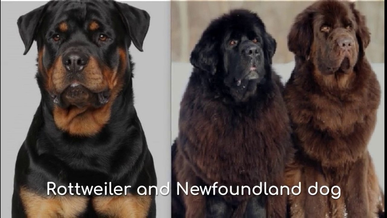 Rottweiler dog and Newfoundland dog