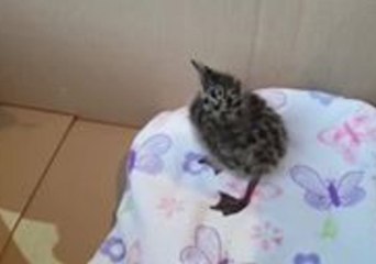 Tiny Seagull Chick Goes Nuts For Fishy Feast