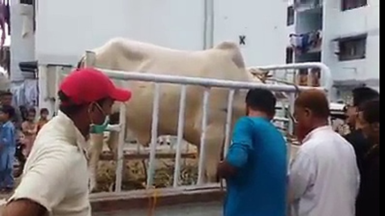 جانورپھربی جانورھوتا زرا بچ کے