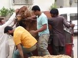 Most funniest cow unloading