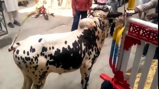 Dangerous cow hit on small kids