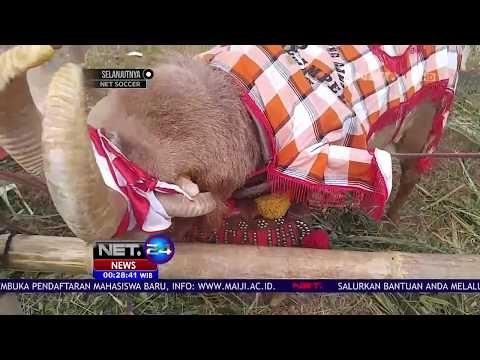 Puluhan Domba Mengikuti Kontes Domba Stylish - NET 24