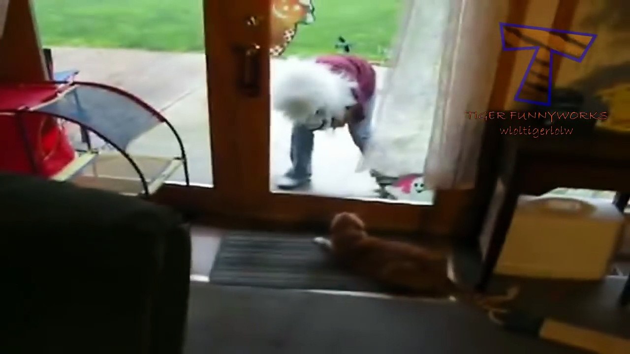 Funny cats scared of random things - Funny cats compilation | Top Funny Cat Fails Compilation - Funny Cats | Funny cats videos - funny cats vine compilation