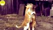 Funny Videos 2018 - Funny Cats Compilation - Funny Animals | Top Funny cats 2018