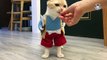 Scottish Fold Cats Compilation 2018 | funny cats vine compilation 2018