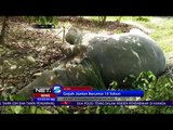 Gajah Sumatera Berusia 15 Tahun Ditemukan Tewas - NET 5