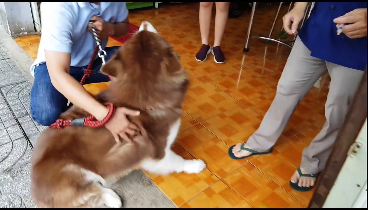 The dog does not feel scared when he has to inject drugs