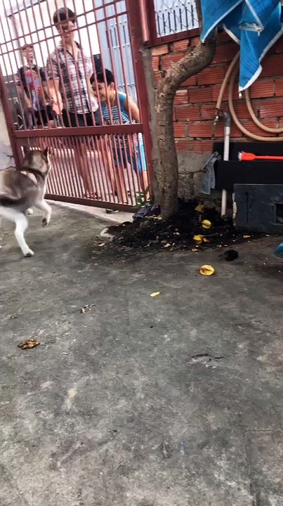 My puppy  is always friendly with everyone around me