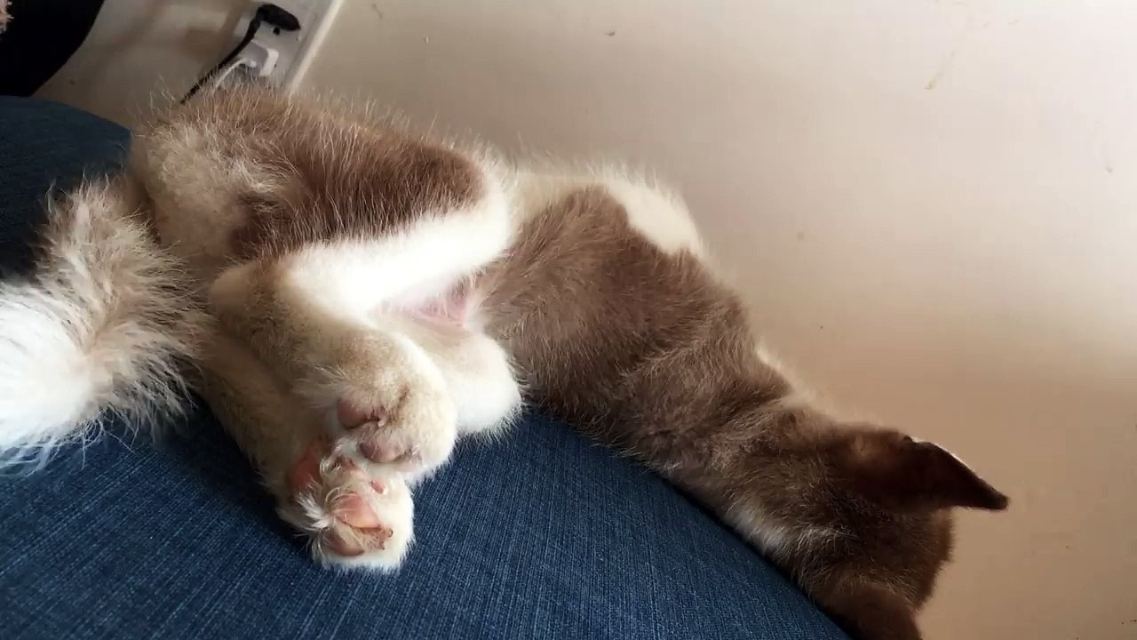 My husky has been cheated by me and he does not know what has happened