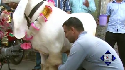 Muqabala Husn Jeetnay Wala 207 kilogram Wazni Bakea |GTV News