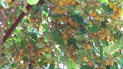 Türkiye'nin İlk Kivi Hasadı Silifke'de Yapıldı