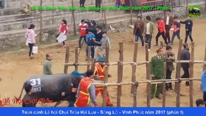 Chọi Trâu Hải Lựu 2017 - Toàn cảnh Lễ hội Chọi trâu Hải Lựu Sông Lô Vĩnh Phúc năm 2017 (phần 1)
