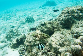 Une avancée majeure pour les récifs coralliens de Nouvelle-Calédonie