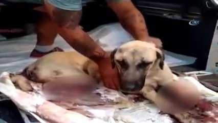 Ağır Yaralanan Köpek Tedavi Altına Alındı