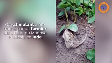 Un plant de soja pousse sur le dos d’un rat affaibli par le parasite !