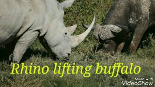 Rhino lifting buffalo , rhino vs  buffalo