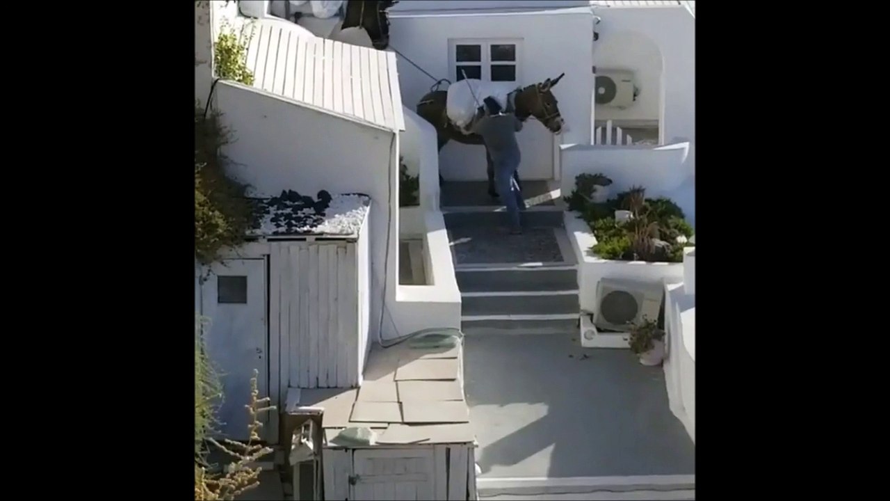 Une vidéo d'ânes maltraités à Santorin révolte les internautes