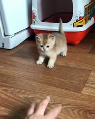 I need this kitten in my life