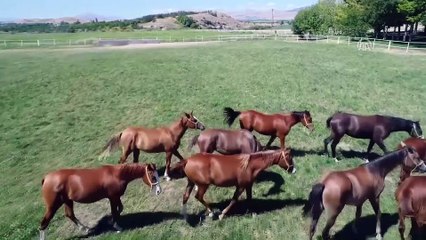 Şampiyon adayı taylar yeni sahiplerini buldu - MALATYA