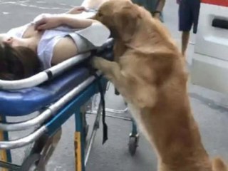 స్పృహలేని యజమానురాలి వెంటే ఉండి ఈ కుక్క ఏమి చేసిందో తెలుసా..?