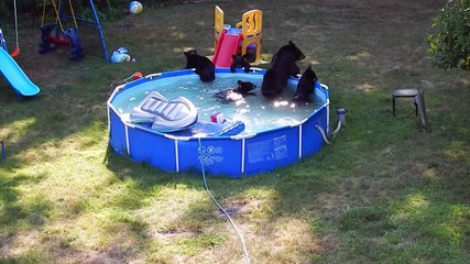 Des ours se baignent dans sa piscine