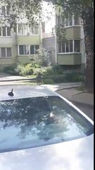 Une corneille trolle des chats pendant une bagarre