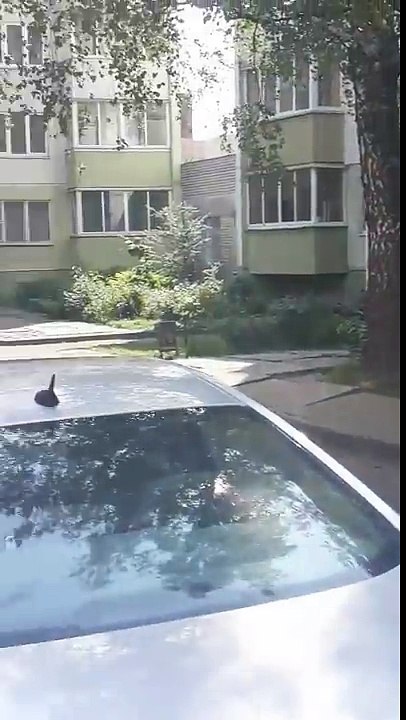 Une corneille trolle des chats pendant une bagarre