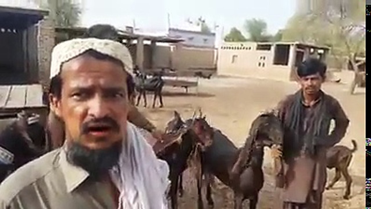 60لاکھ کی بکری کبھی سنی ہے نہیں سنی تو دیکھے یہ وڈیو