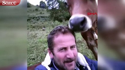 Meradaki inek, sahibini yalayıp saçlarına şekil verdi