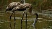 Watch: Abnormal Spanish weather causes flamingo births to soar