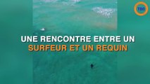 Ce drone a filmé une scène impressionnante entre un surfeur et un requin en pleine mer !