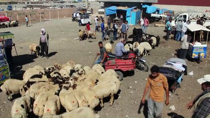 Kırıkhan'da kurban satış yerinde hareketlilik başladı - HATAY