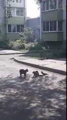 Une corneille vient défier 2 chats en plein combat