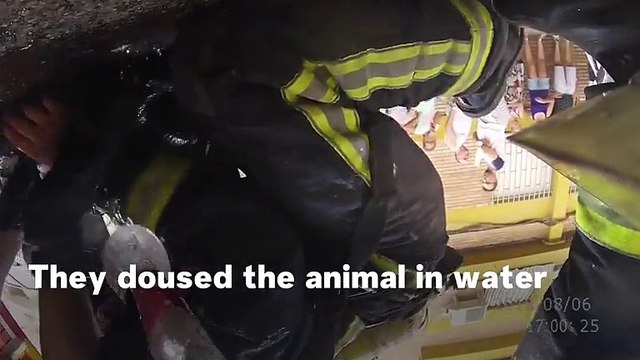 Firefighters Bring Dog Back To Life