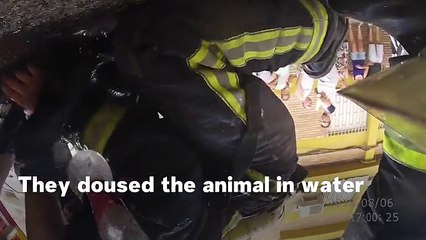 Firefighters Bring Dog Back To Life