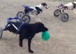 Rescue Dogs in Wheelchairs Play Adorable Game of Tag at Moroccan Animal Shelter