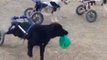 Rescue Dogs in Wheelchairs Play Adorable Game of Tag at Moroccan Animal Shelter