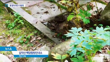 “내가 당할 줄 알았지?” 뱀 물어죽인 설악산 다람쥐