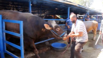 Besicilerin 24 saat kurban mesaisi  - BURSA