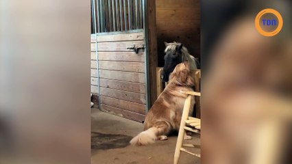 Elle filme son chien avec un poney qu’elle vient de sauver !