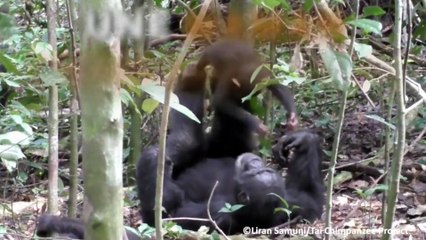 Émouvant : une maman chimpanzé joue avec son fils !
