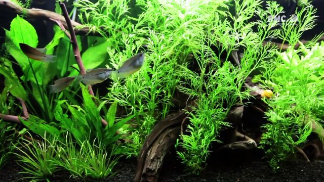 Les rois des aquariums - la petite sirène