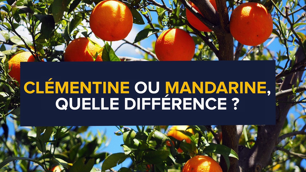 Clémentine ou mandarine, quelle différence ?
